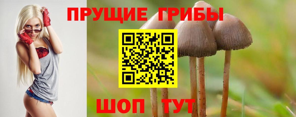 Саров  Псилоцибиновые грибы Cubensis  Вход с VPN 